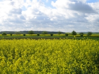 Landschaft