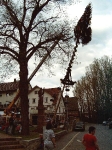 Maibaum 2004
