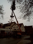 Maibaum 2003