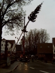 Maibaum 