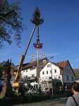Maibaum 2005