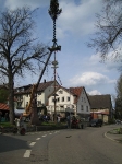 Maibaum 2006