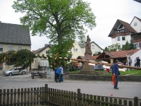 Maibaum 2009