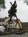 Maibaum 2009