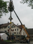 Maibaum 2009