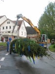 Maibaum 2011