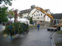 Maibaum 2011