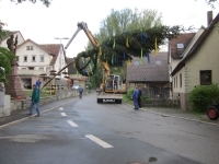 Maibaum 2011