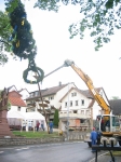 Maibaum 2011