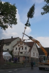 Maibaum 2011