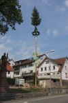 Maibaum 2011